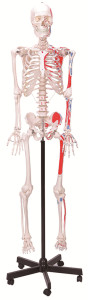 High Quality Muscular Skeleton Anatomical Model